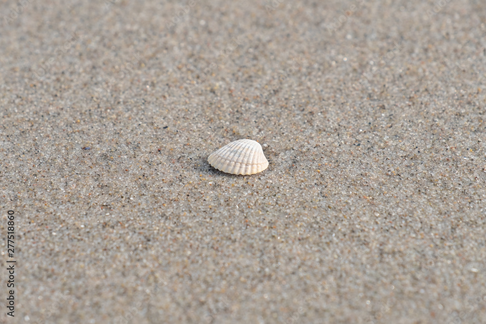 Muschel auf dem Sandstrand
