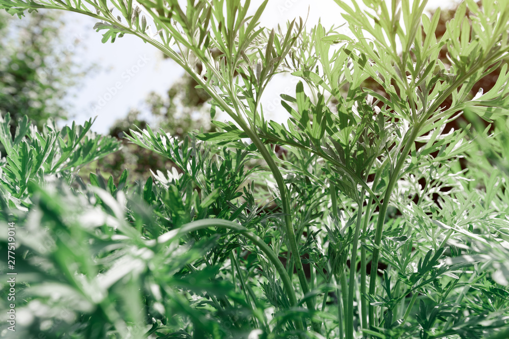 Common wormwood in garden Common wormwood in garden