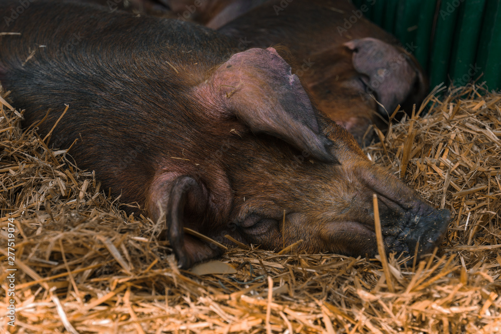 Danish duroc pigs sleeping in pen on livestock farm Danish duroc pigs sleeping in pen on livestock farm