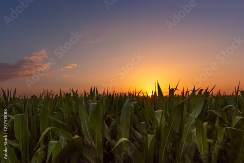 Fototapeta Naklejka Na Ścianę i Meble -  Corn field at sunset