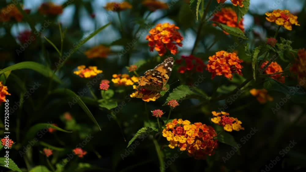 Butterfly on beautiful flowers Butterfly on beautiful flowers