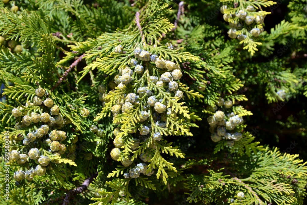 Platycladus orientalis (also known as Chinese thuja, Oriental ...