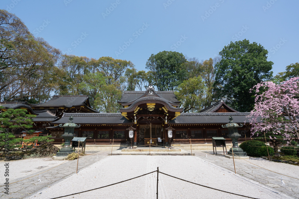 京都　今宮神社の桜