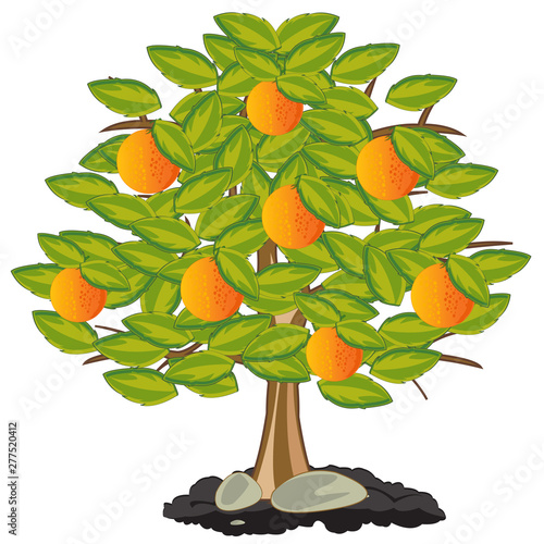 Vector illustration orange tree with ripe fruit