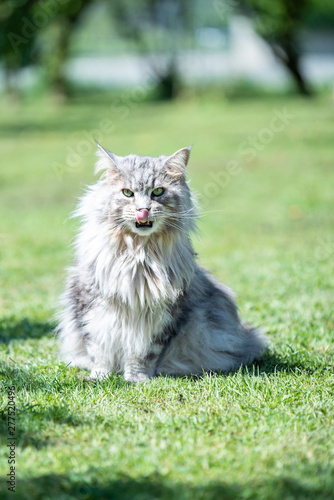 Chat Maine Coon