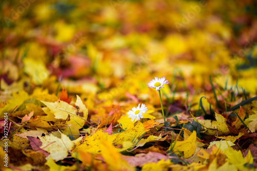 Beautiful autumn nature with colorful leaves