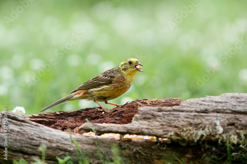 yellowhammer (Emberiza citrinella) close-up shot at different branches and logs from close range. Bright colors and detailed photos