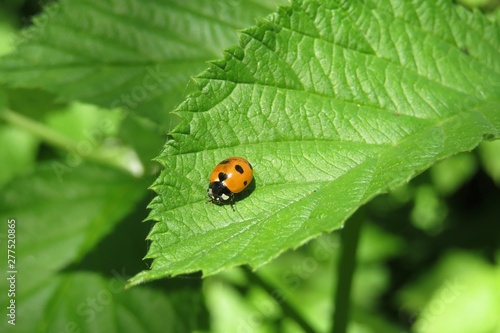 Ladybug on green leaf in the garden, closeup
