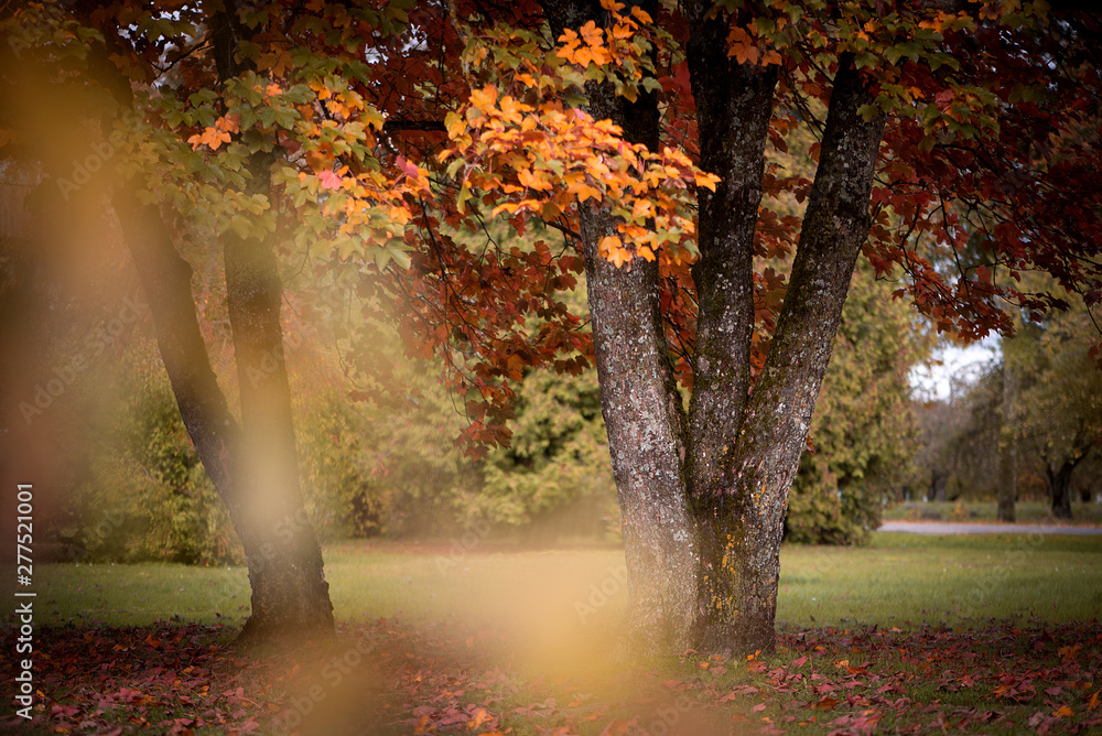 Beautiful autumn nature with colorful leaves