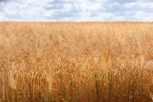 Wheat field with grass feathers