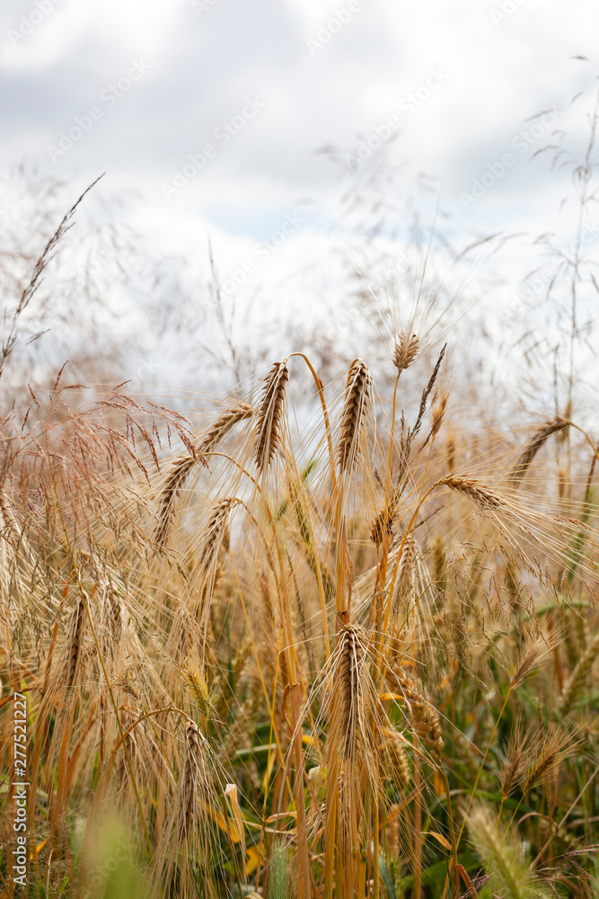 Wheat field with grass feathers Wheat field with grass feathers