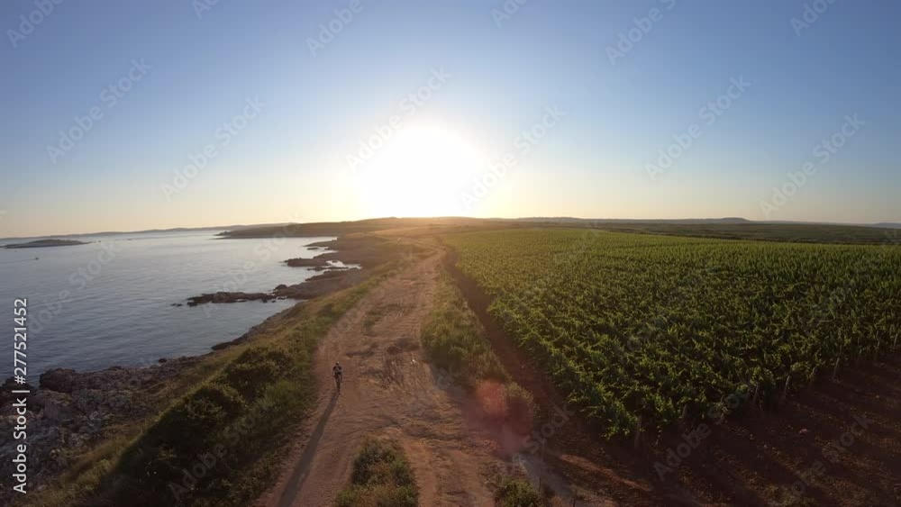AERIAL Person riding a mountain bike on a dusty seaside road along the vineyards at sunset AERIAL Person riding a mountain bike on a dusty seaside road along the vineyards at sunset