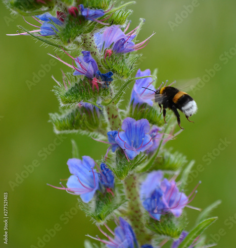 Hummel am Natternkopf