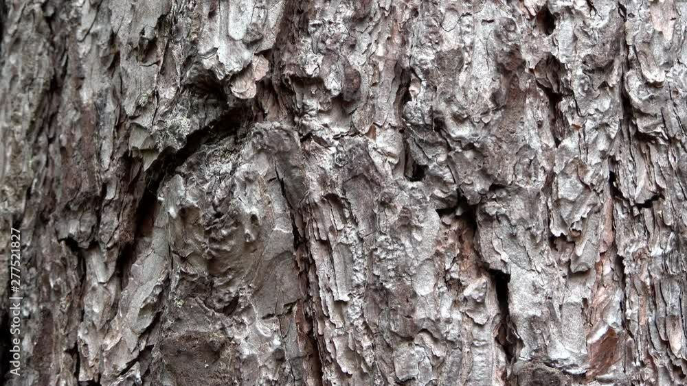 Gentle downward inclination along the bark of a jaw, abstract as background, pattern or texture Gentle downward inclination along the bark of a jaw, abstract as background, pattern or texture