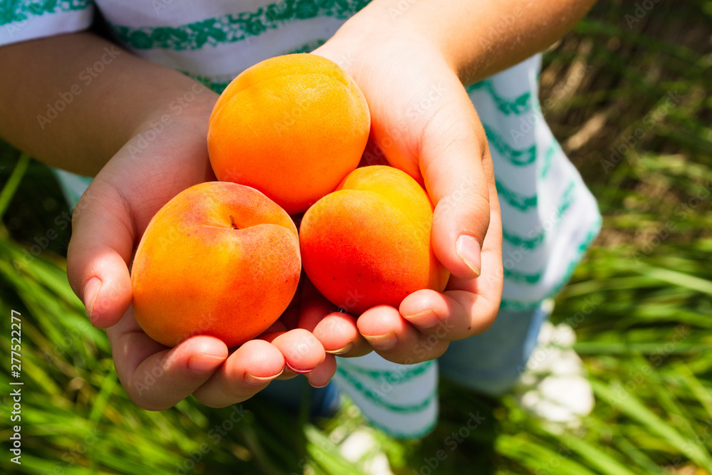 Ripe apricots in the hands of a child on a background of grass on a sunny day Ripe apricots in the hands of a child on a background of grass on a sunny day