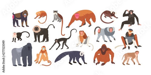 Collection of cute funny exotic monkeys and apes isolated on white background. Set of adorable tropical animals or primates. Bundle of endangered species. Flat cartoon colorful vector illustration.