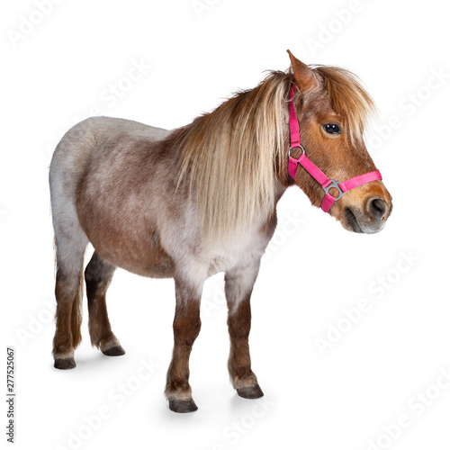 Brown with white Shetland pony  standing side ways. Looking straight ahead. Isolated on a white background.