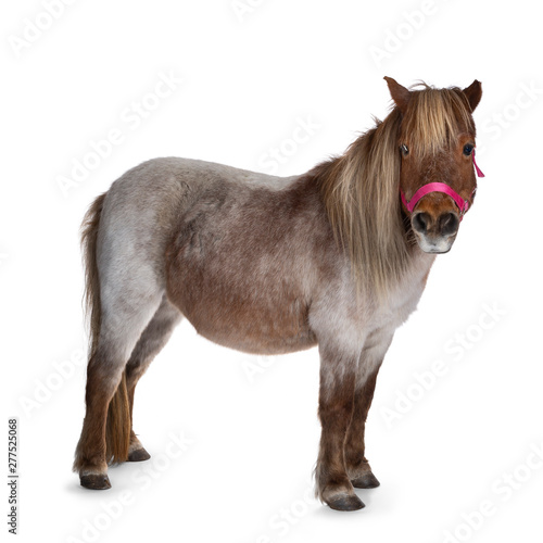 Foto Brown with white Shetland pony, standing side ways looking at camera