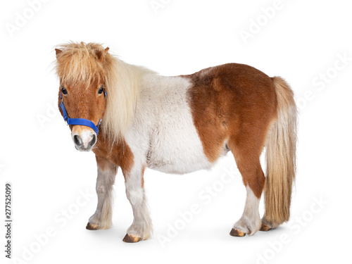 Vászonkép Brown with white piebald Shetland pony, standing side ways