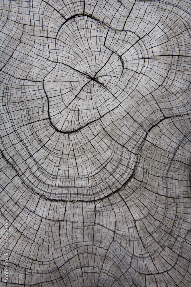 Fototapeta premium The surface of an old tree.