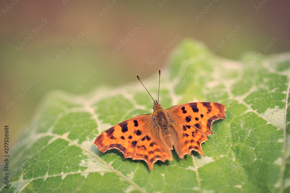 Obraz premium Orange butterfly resting on the pumpkin leaf