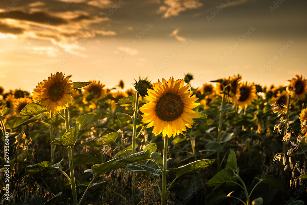 Beautiful sunflowers on agriculture field at sunset