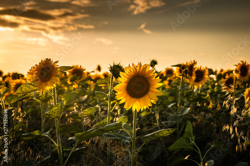 Beautiful sunflowers on agriculture field at sunset