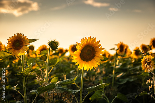 Beautiful sunflowers on agriculture field at sunset