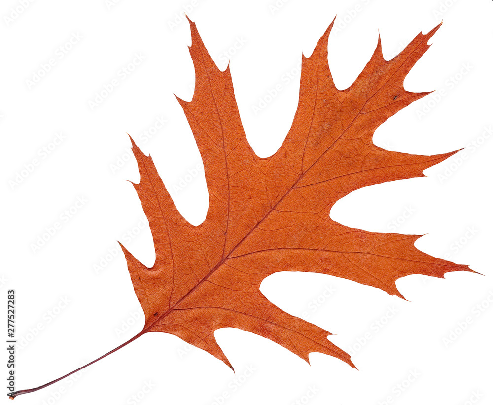 Fototapeta premium Wilted autumn leaf American oak