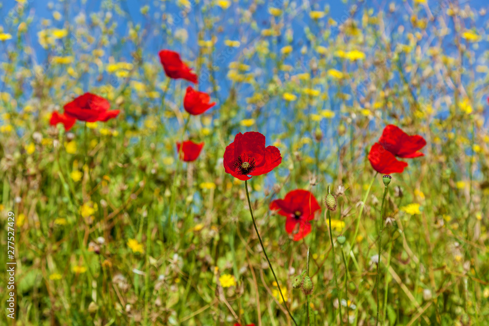 Fototapeta premium red poppies against the sky