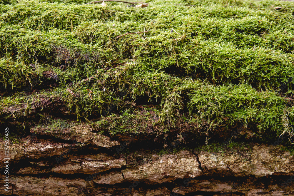 Green moss on a piece of dead wood Green moss on a piece of dead wood