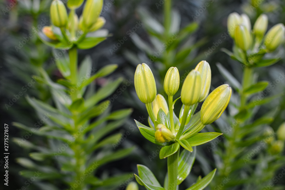Obraz premium New lily buds on a green background
