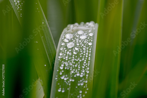 Water dropplets on a leaf