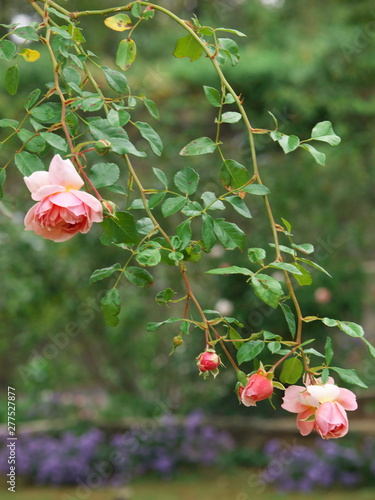 ガーデンに咲く秋薔薇