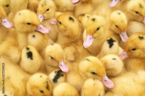 many small yellow ducklings in a cage