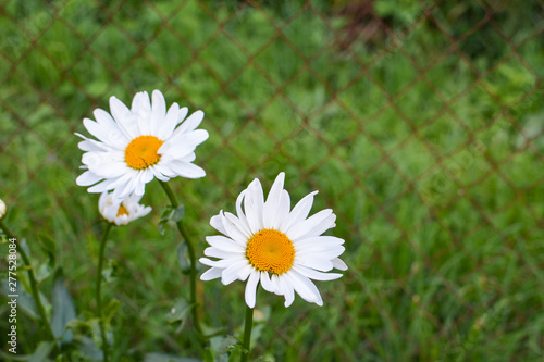 Bright white daisies on a green background
