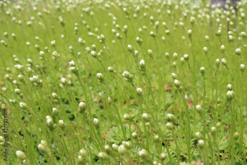 background texture of green plants with white flowers