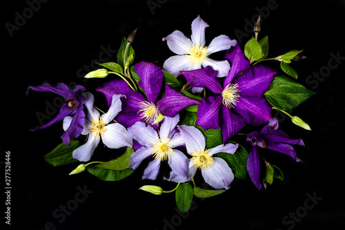 Beautiful purple flowers on black background. Summer floral composition