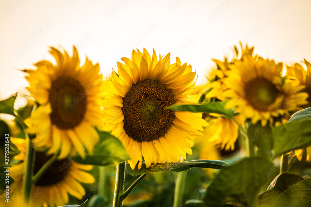 Fototapeta premium Beautiful sunflowers on agriculture field at sunset
