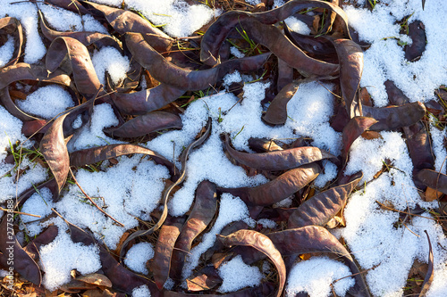 Gleditsia triacanthos fruits (seeds) lie on melting snow and earth in early spring. Top view photo