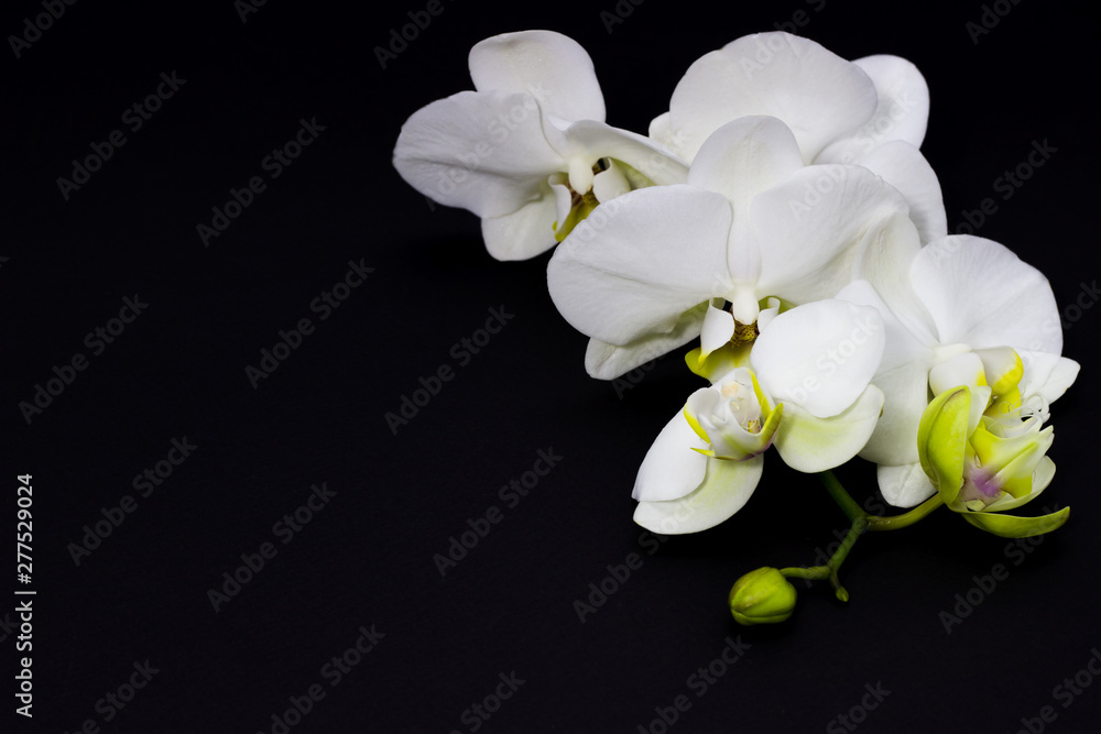 Obraz premium white orchid phalaenopsis on a dark background, place for your text