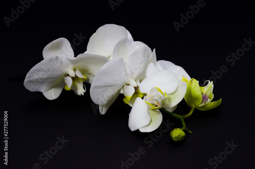 Fototapeta Naklejka Na Ścianę i Meble -  white orchid phalaenopsis on a dark background, place for your text