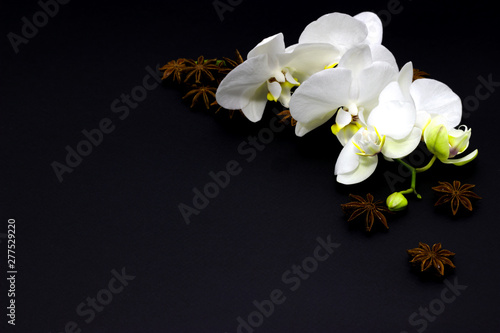 white orchid phalaenopsis on a dark background, place for your text