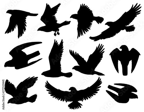 Eagle bird black silhouettes of falcon and hawk