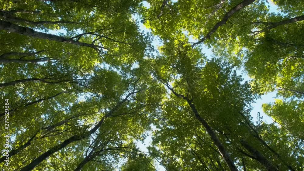 Bottom view of the swinging treetops in the forest. Bottom view of the swinging treetops in the forest.