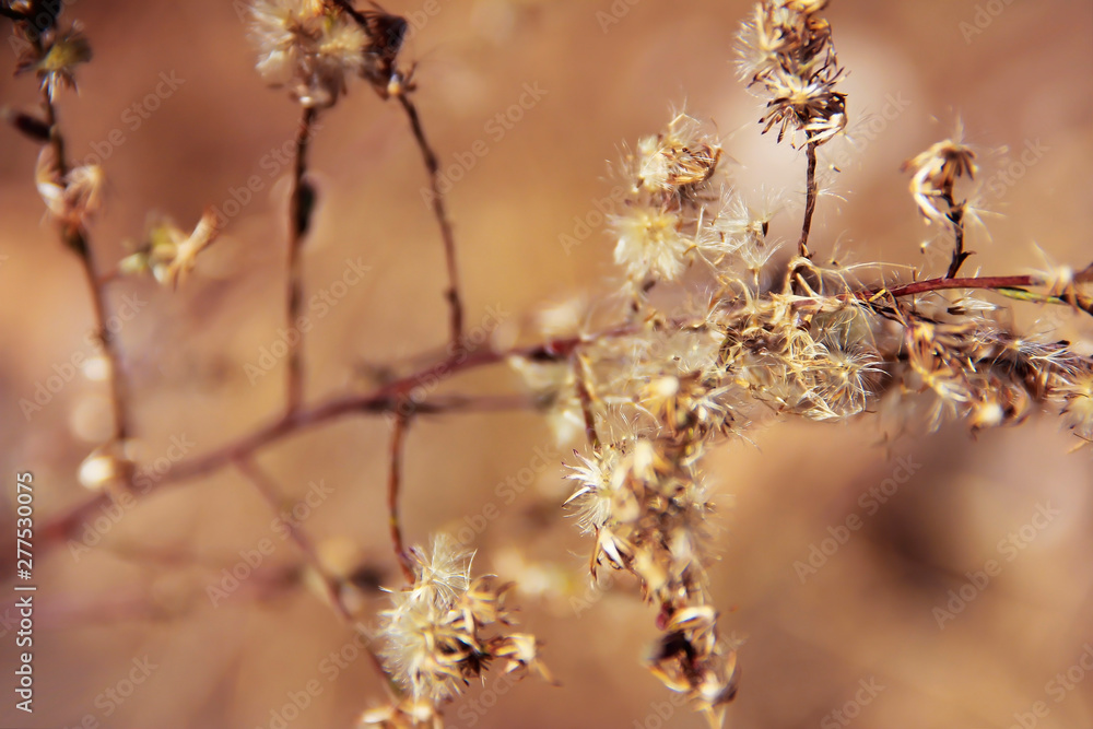 autumn yellow orange prickly dried flowers spines in nature