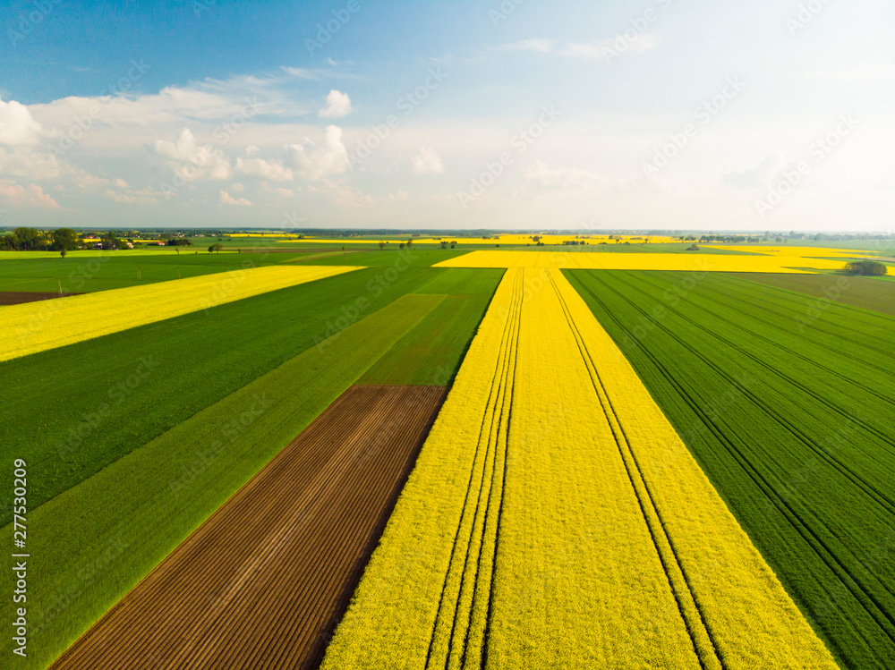 Pole pola rzepak rzepaku kwitnie wieś farma przemysł rolnictwo wiosna maj