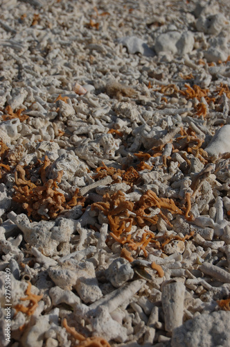 サンゴ石と石になる前の状態のサンゴ
