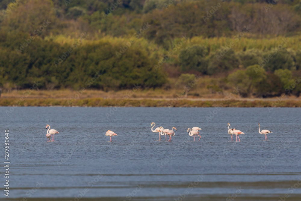greater flamingos (phoenicopterus roseus) foraging in water