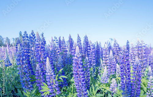 Beautiful bloom of wild flowers of purple lilac lupines in the clearing. Natural beautiful background.